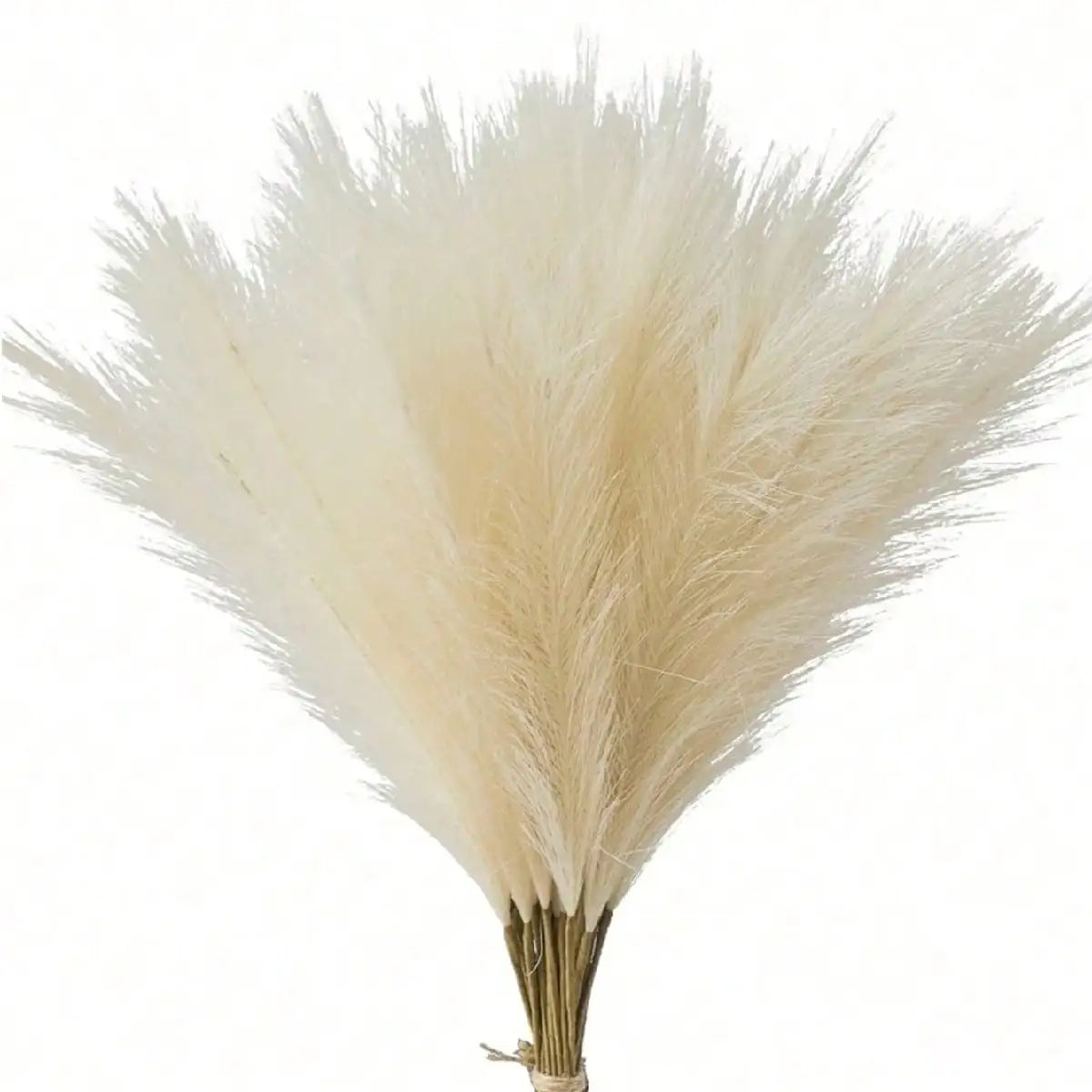 Flauschiges Pampasgras