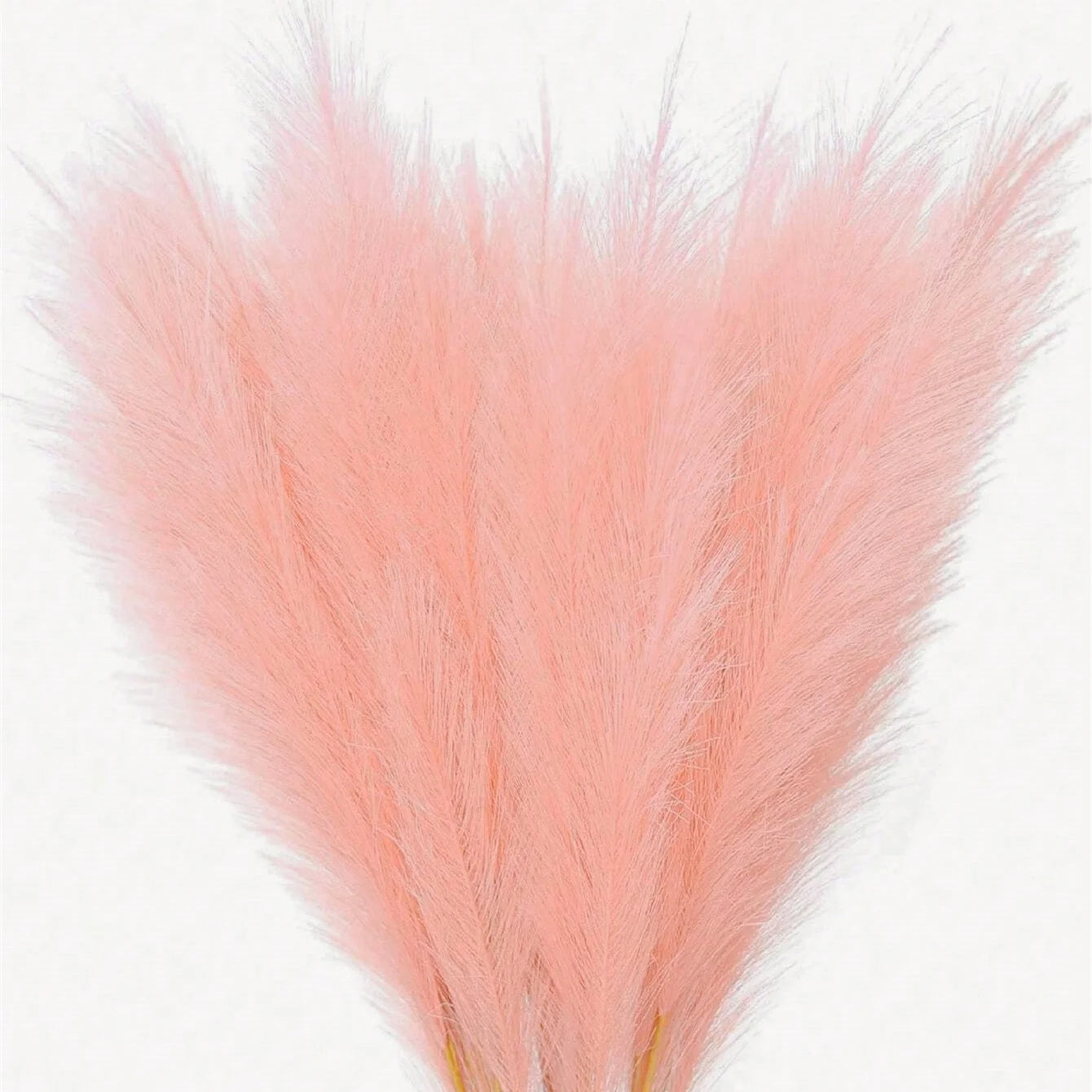 Flauschiges Pampasgras