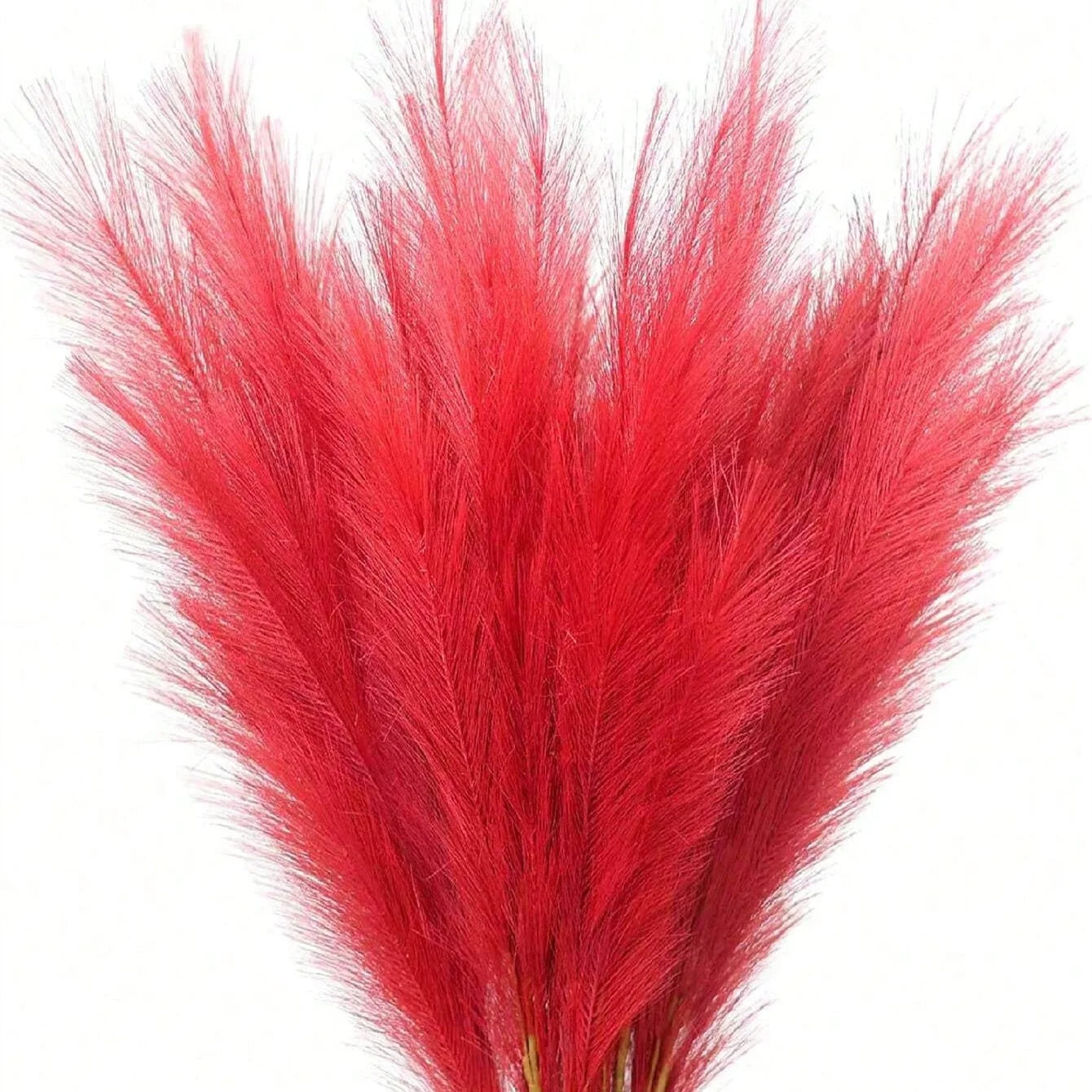 Flauschiges Pampasgras